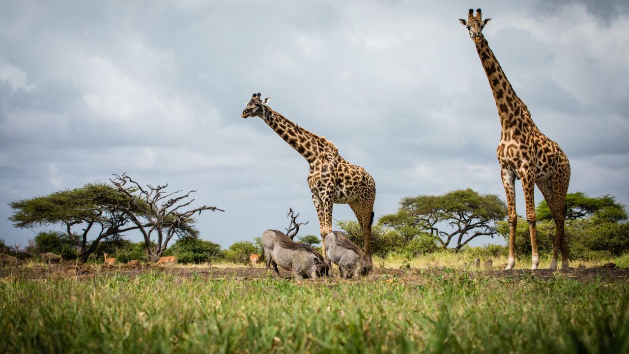ol Donyo Live Camera - Africam Live stream with views of Kilimanjaro, Kenya