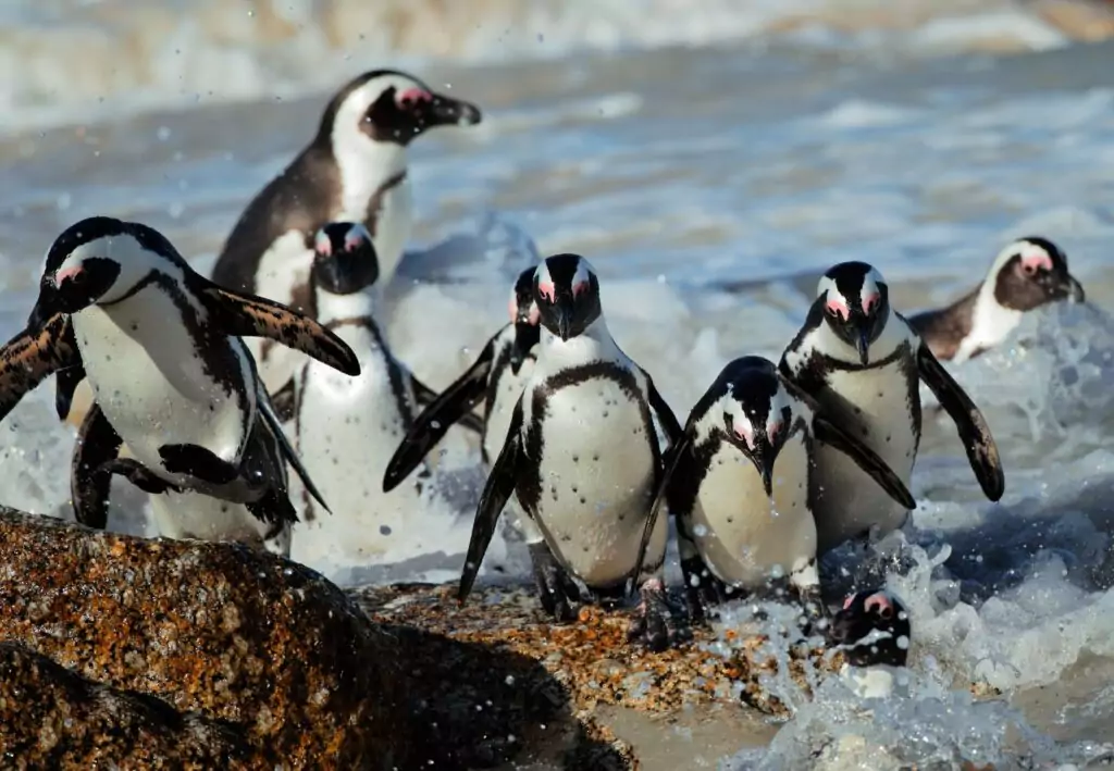 Animals A-Z Bird A-Z