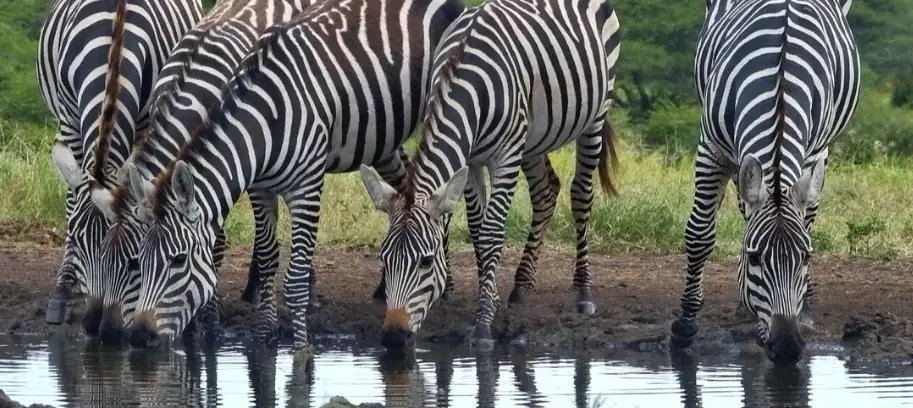 Animals and Birds A-Z