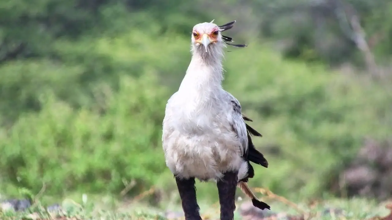 How to Enter Africam’s Wildlife Photography Competition