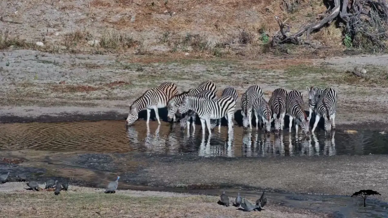 New Camera Alert: CamelThorn Waterhole