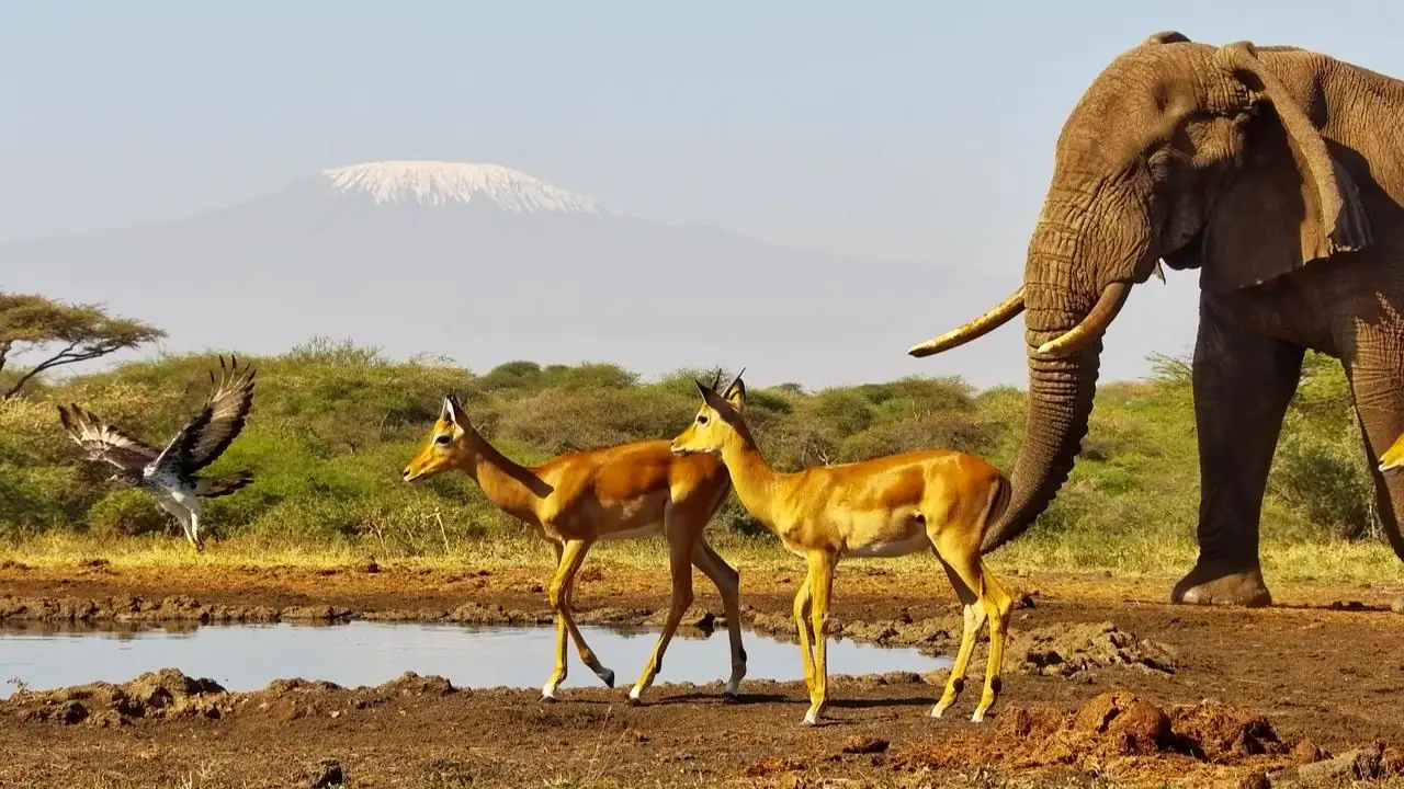 Africam Virtual Wildlife Photography Competition: February Winner!