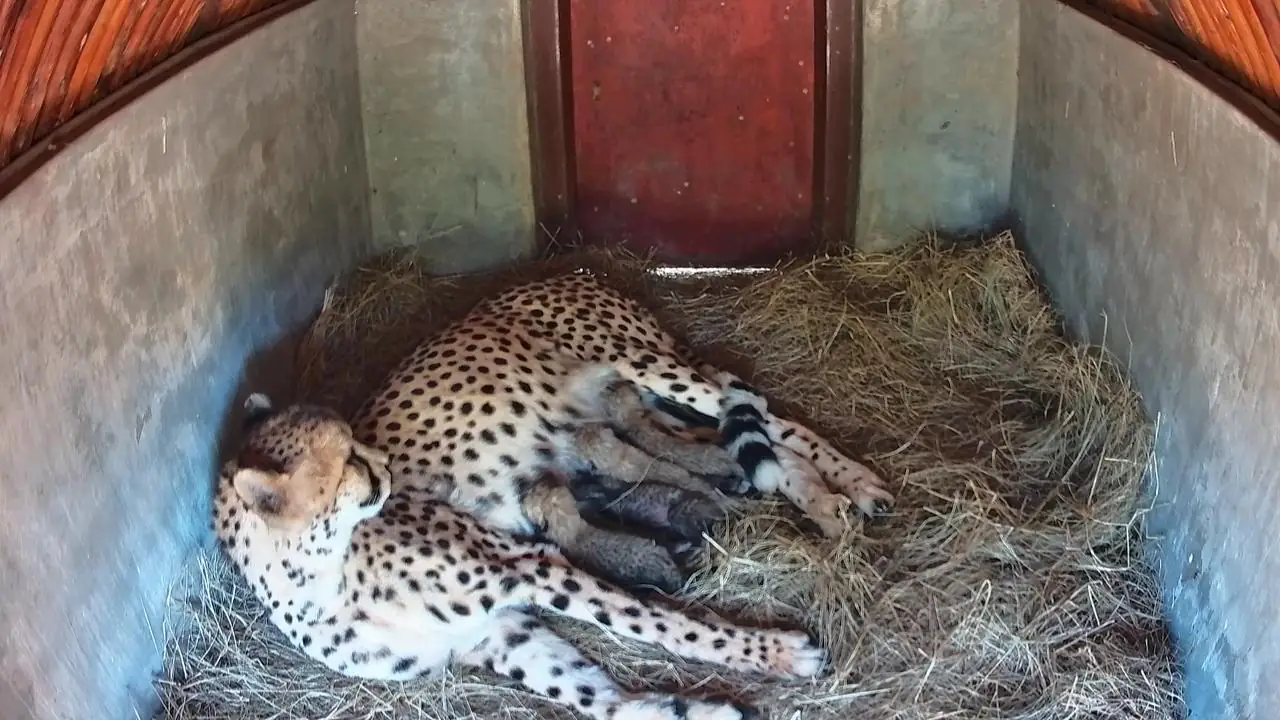 Babies, Babies, and More Babies!