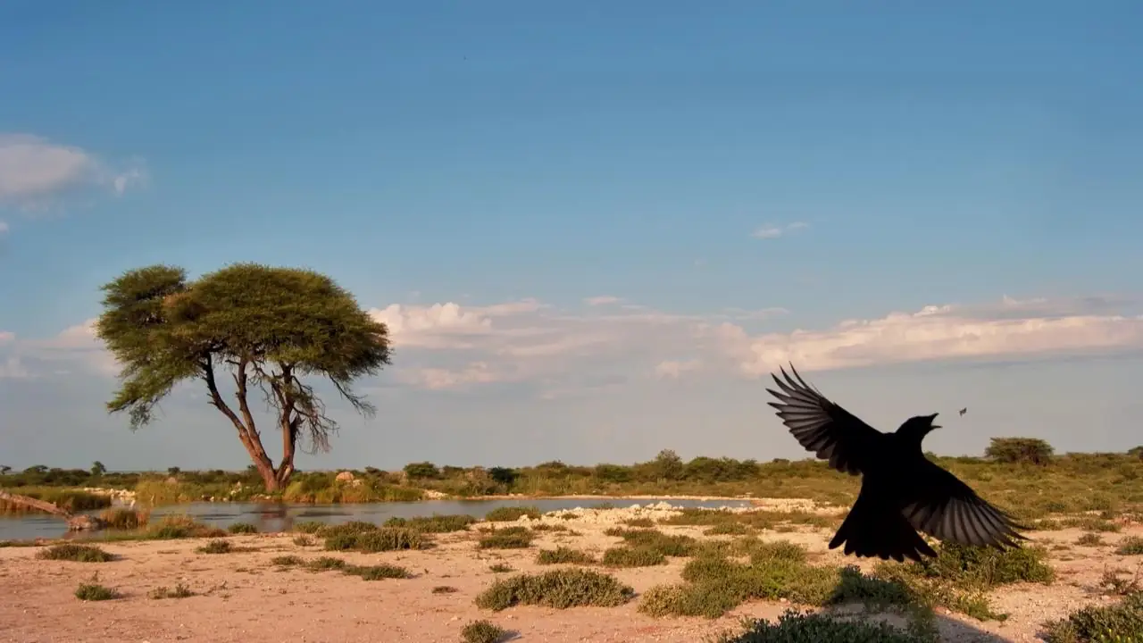 Africam Virtual Wildlife Photography Competition: March Winner!