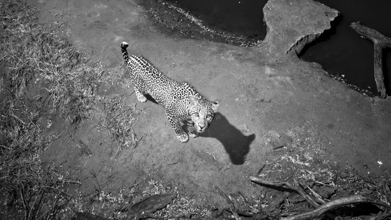 Africam Virtual Wildlife Photography Competition: May Winner!