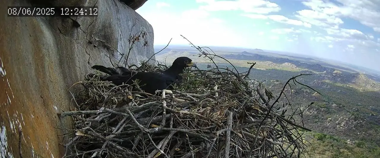 A Black Eagle Chick Hatches at Selati