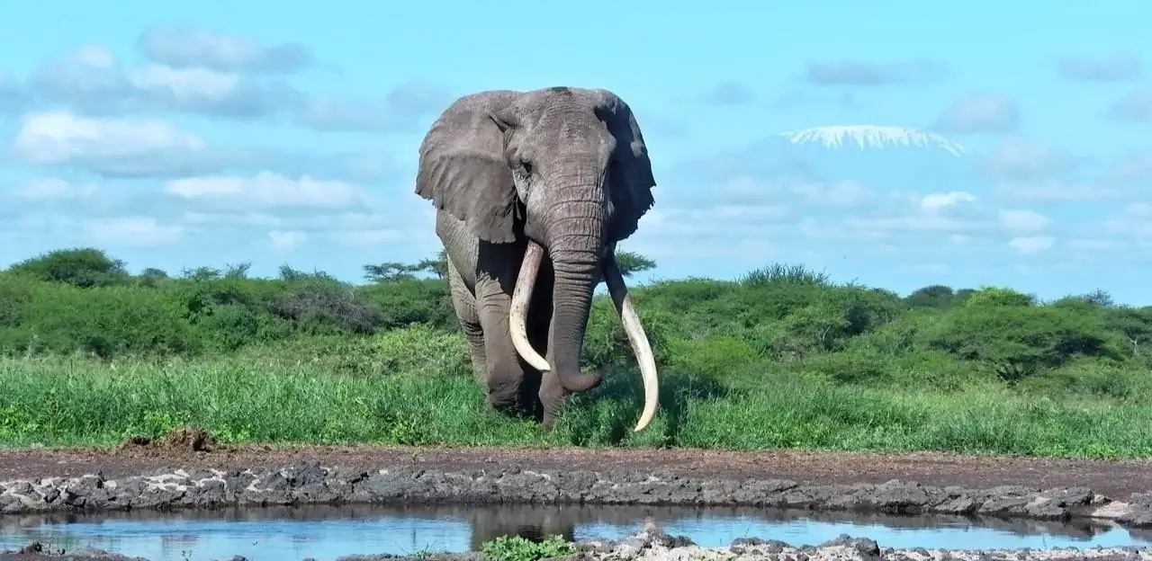 Africa’s Supertuskers