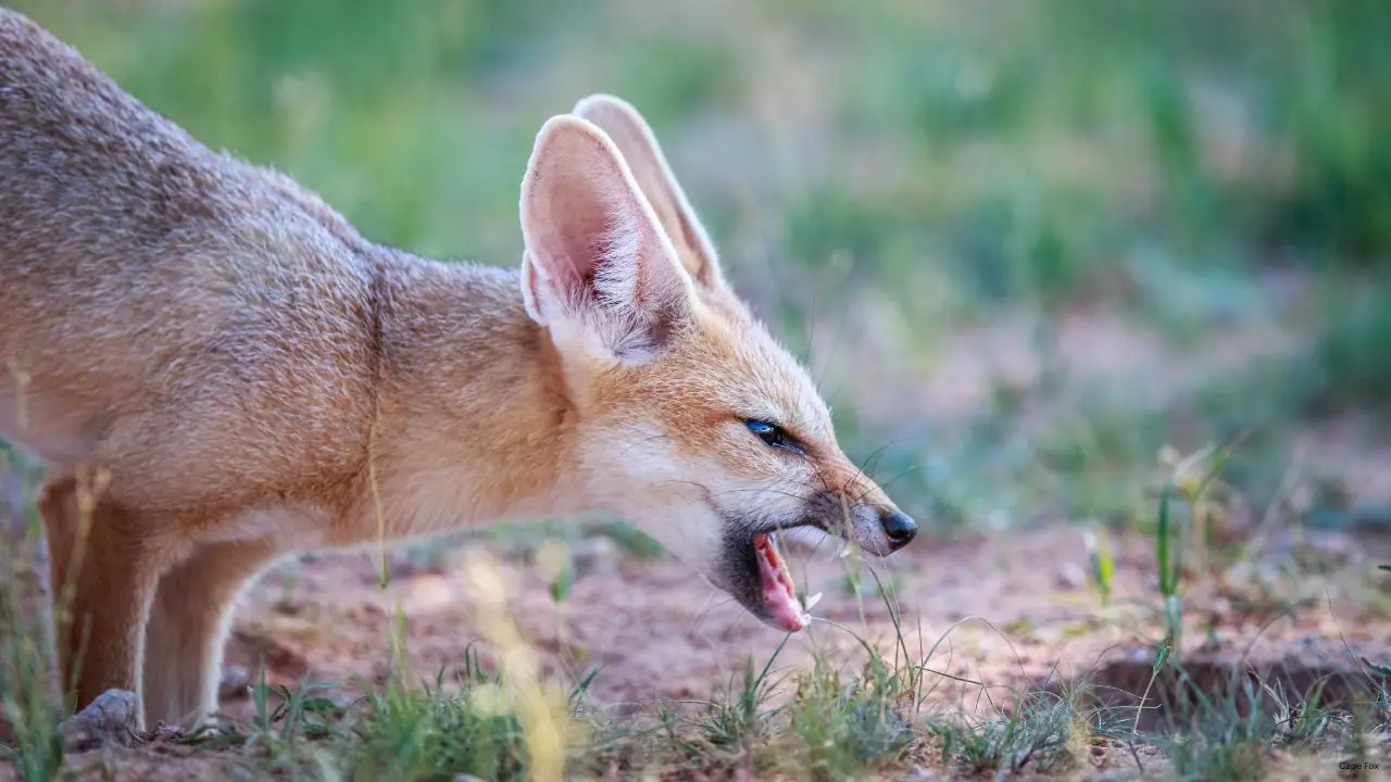 The Foxes of Moela