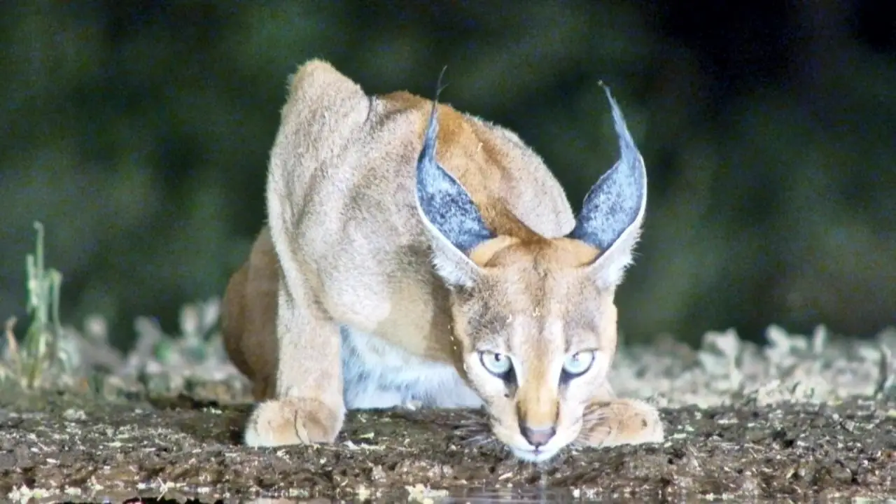 Africam Virtual Wildlife Photography Competition: June Winner!