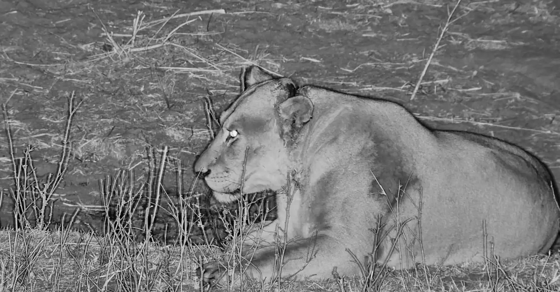 A Story on Snares