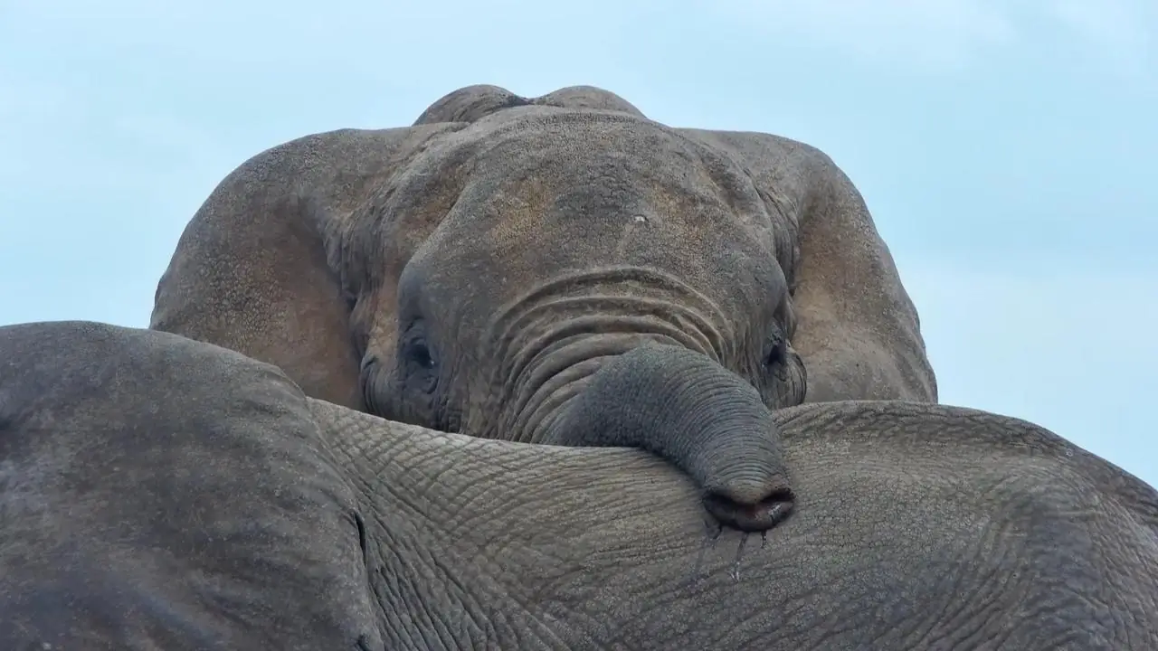 Africam Virtual Wildlife Photography Competition: July Winner!