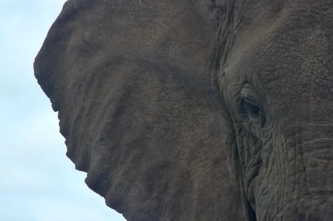 Africam Premium Subscriber Benefits