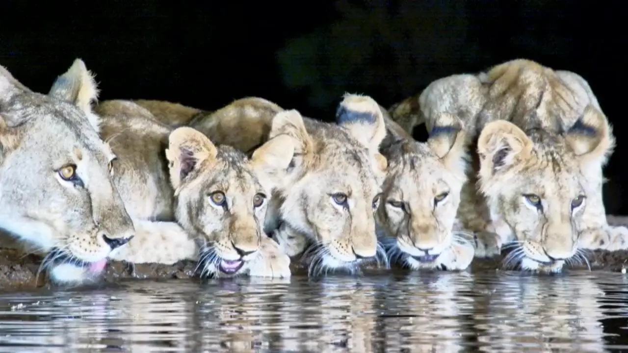 Africam Virtual Wildlife Photography Competition: August Winner!