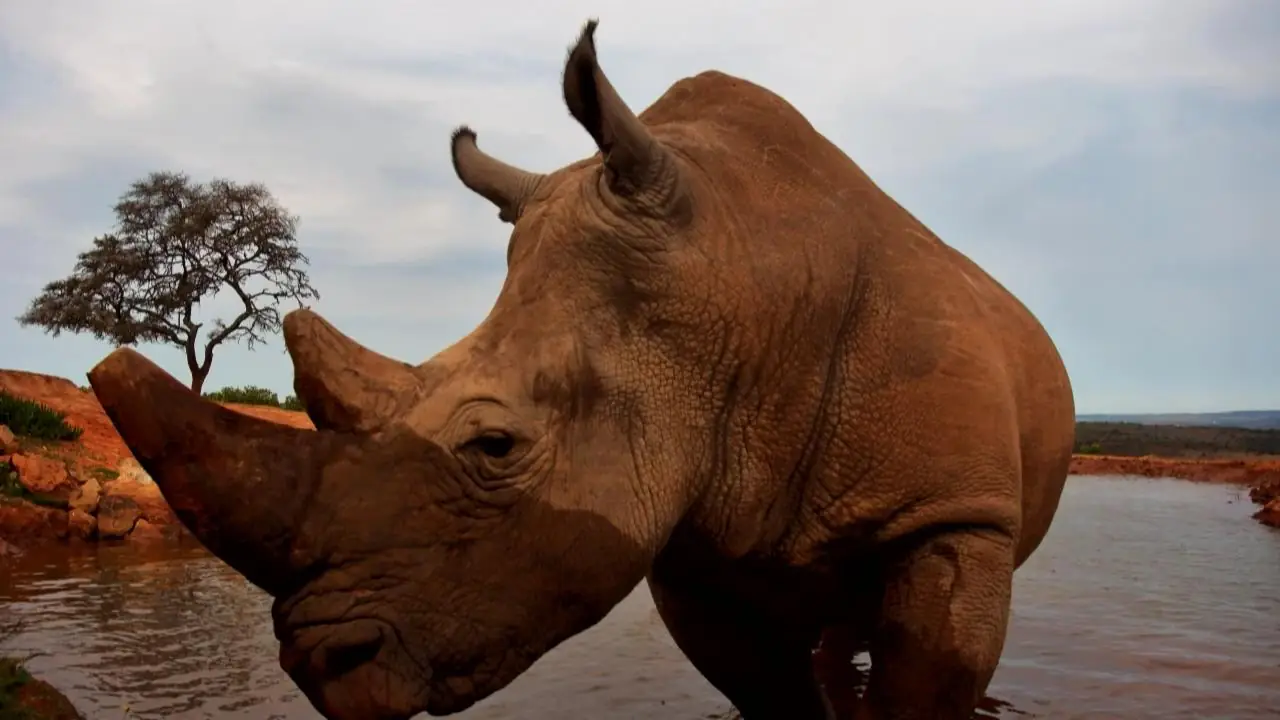 World Rhino Day