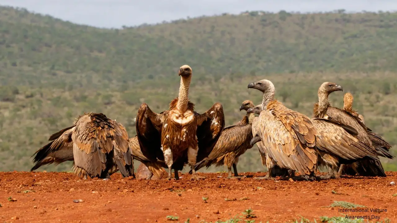 International Vulture Awareness Day