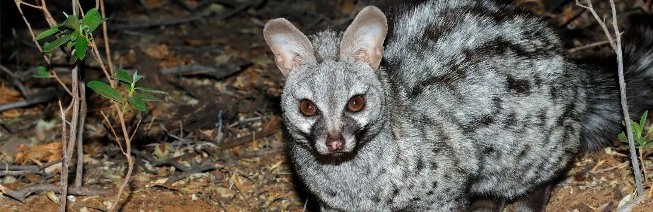 Genet Caught Riding a Buffalo