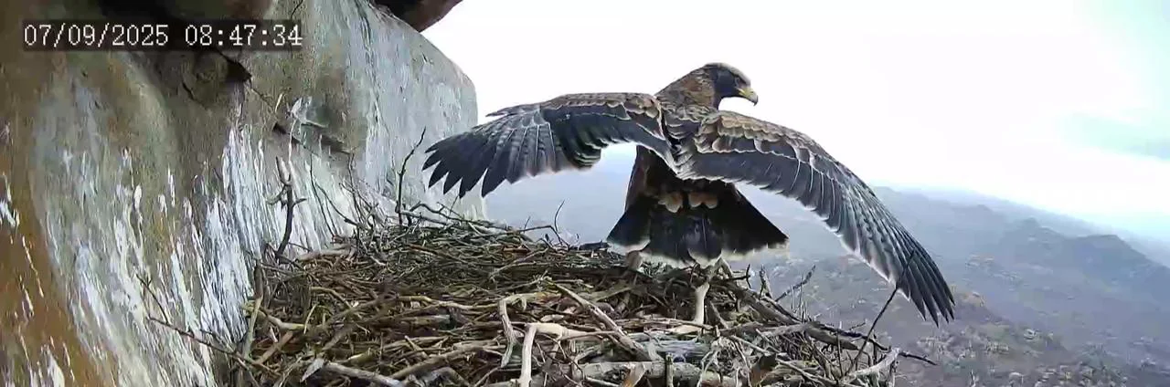 The Selati Black Eagle Chick Spreads Its Wings