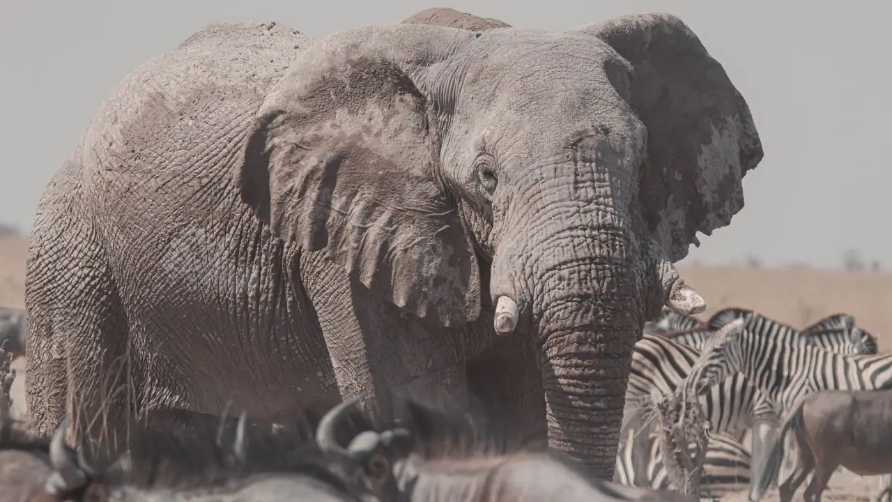 A Journey into the Makgadikgadi: Scouting Africam’s Next Wild View