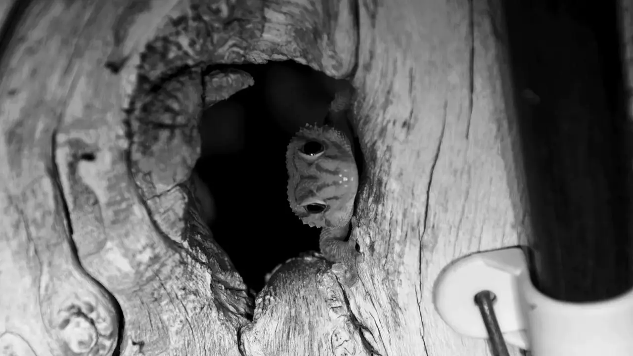 Africam Virtual Wildlife Photography Competition: September Winner!