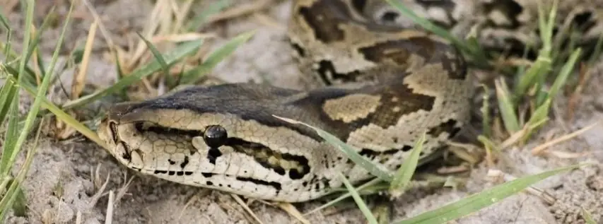 Reptile Awareness Day