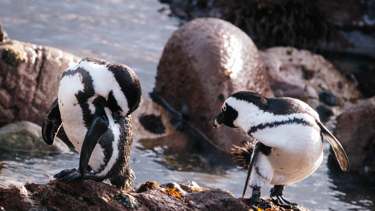 International African Penguin Awareness Day: A Call to Action