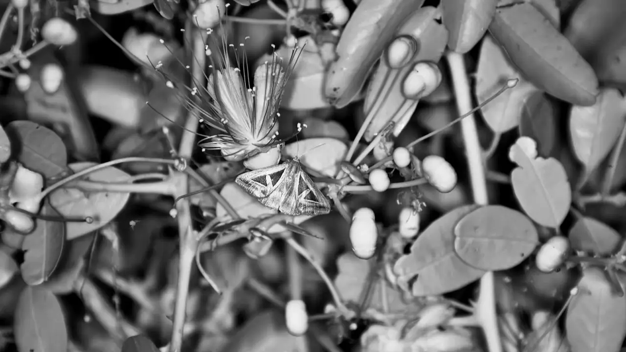 Africam Virtual Wildlife Photography Competition: October Winner!