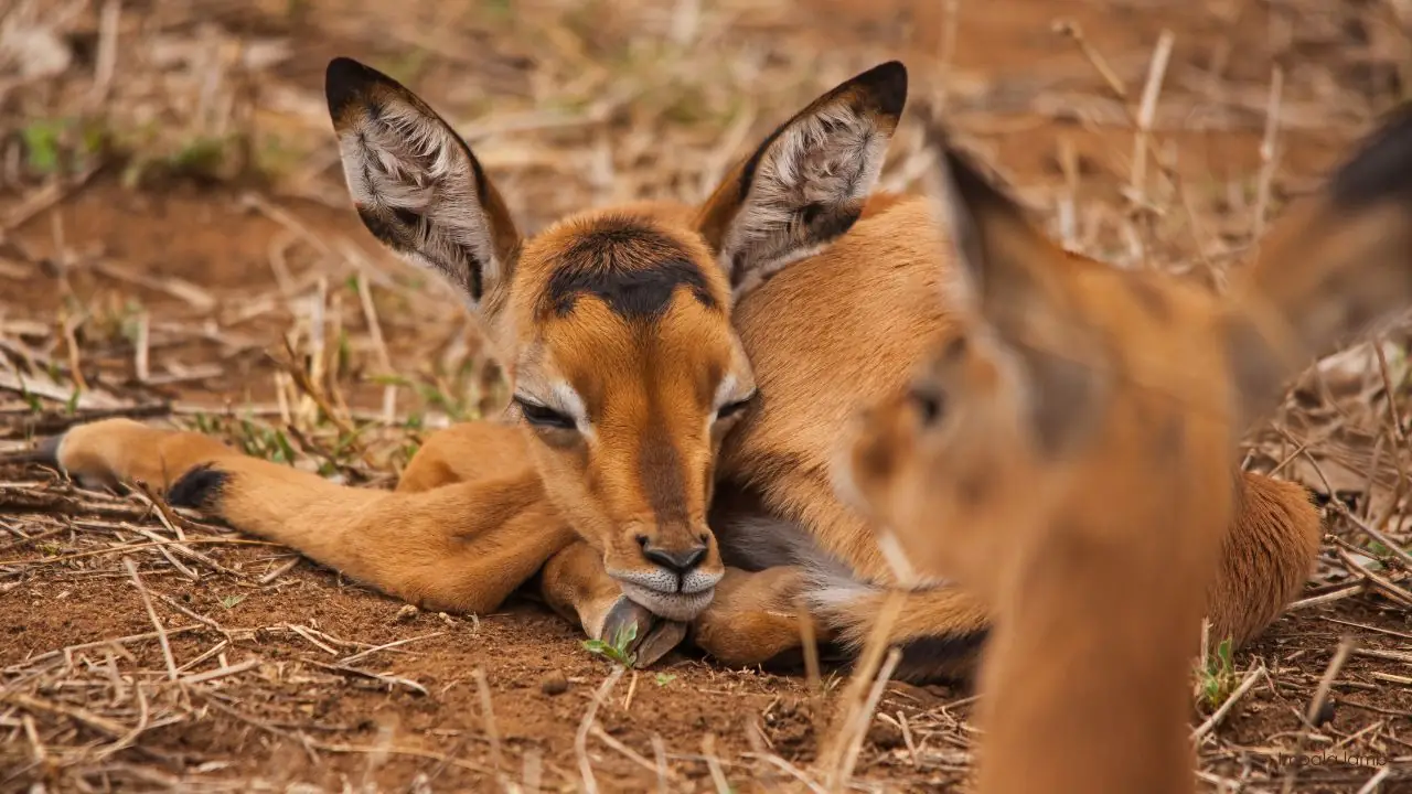 Baby Boom in the Bushveld