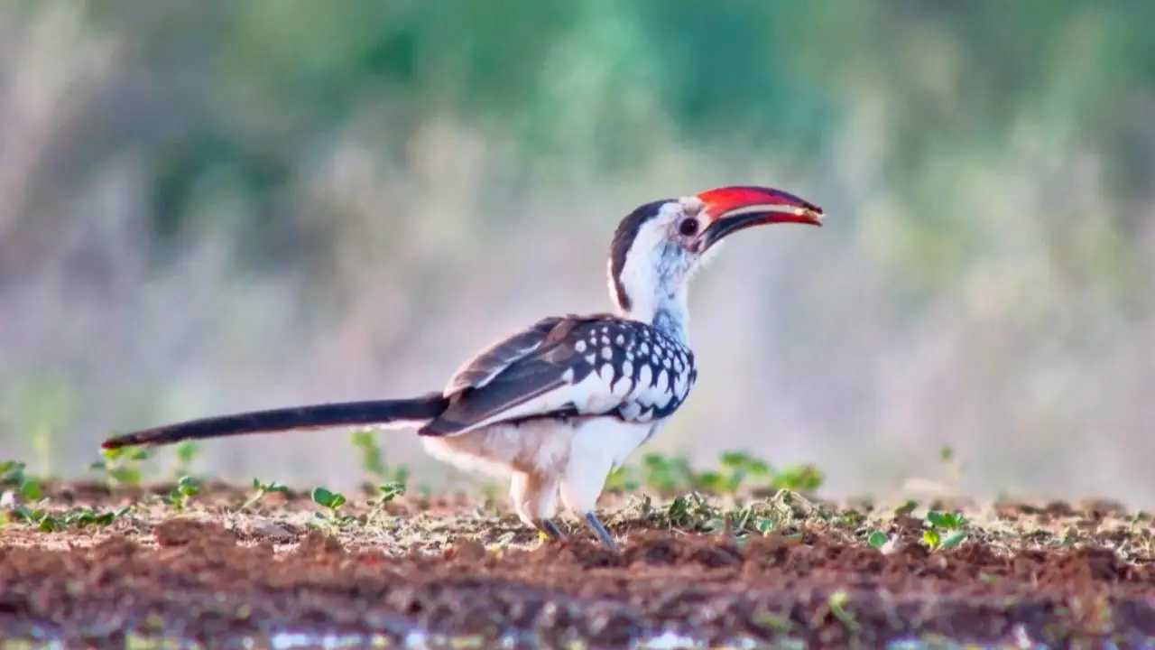 SafariSnaps Leaderboard 2026