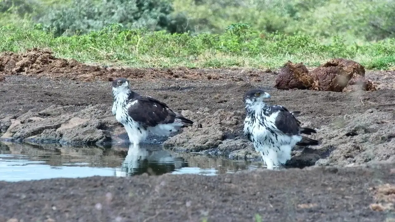 How To Enter Africam’s Monthly Photo Competition