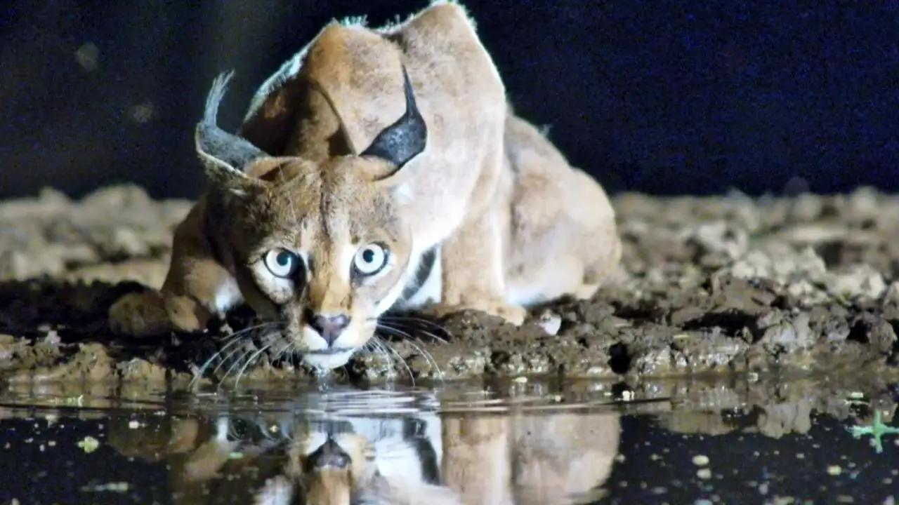 Africam Virtual Wildlife Photography Competition: December Winner!