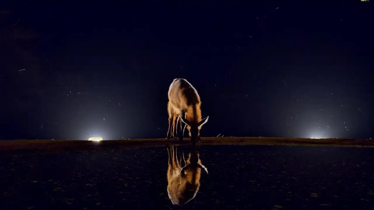 Africam’s Virtual Wildlife Photography Competition: January 2026 Winner!