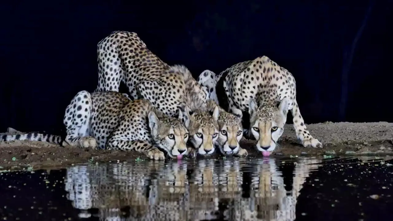 Africam’s Virtual Wildlife Photography Competition: February 2026 Winner!