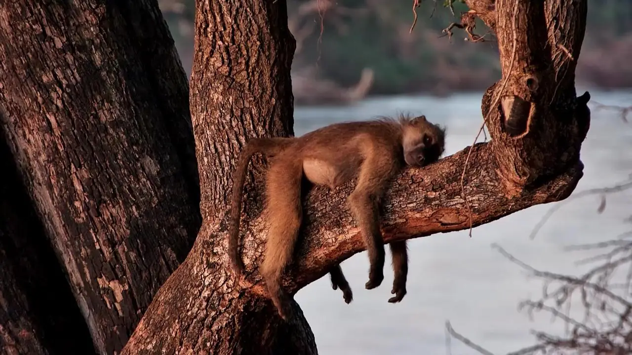 Africam’s Virtual Wildlife Photography Competition: April 2026 Winner!