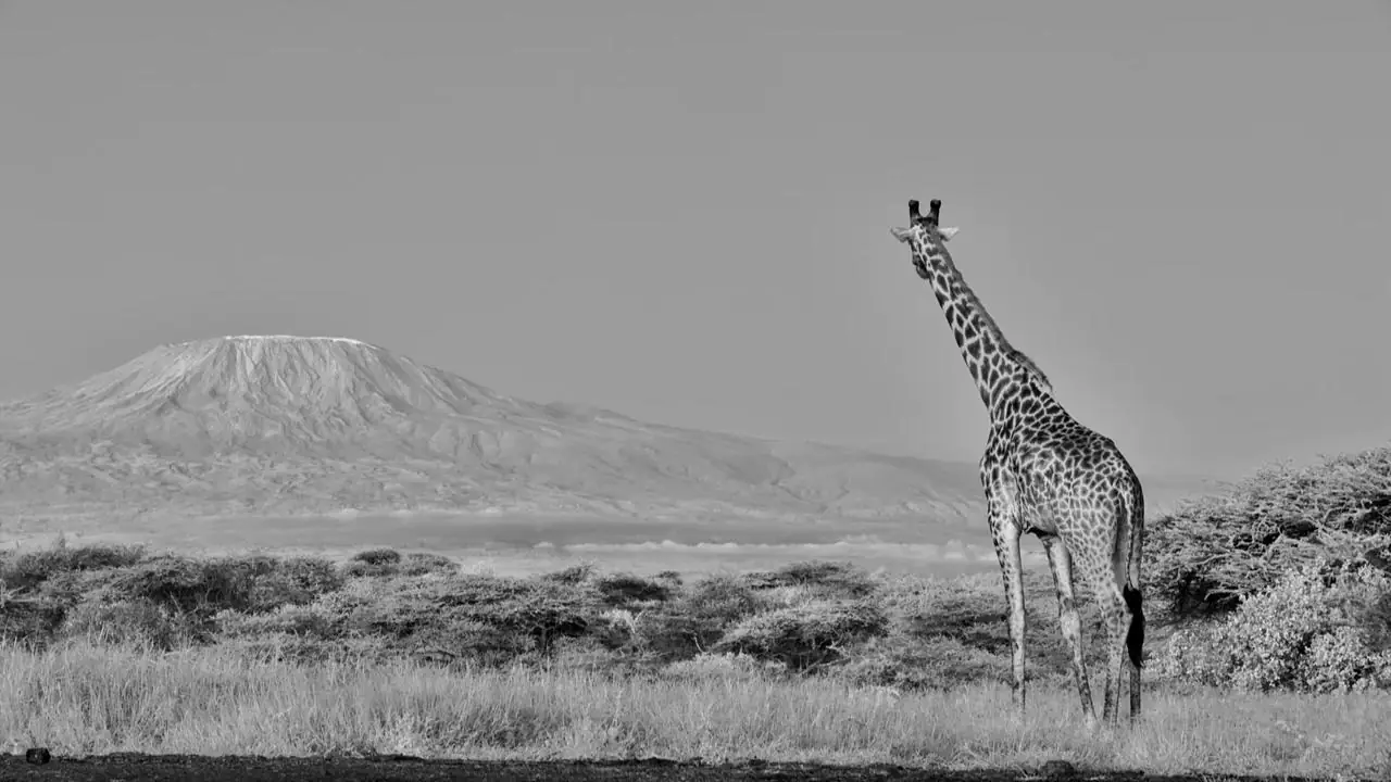 Africam’s Virtual Wildlife Photography Competition: May 2026 Winner!