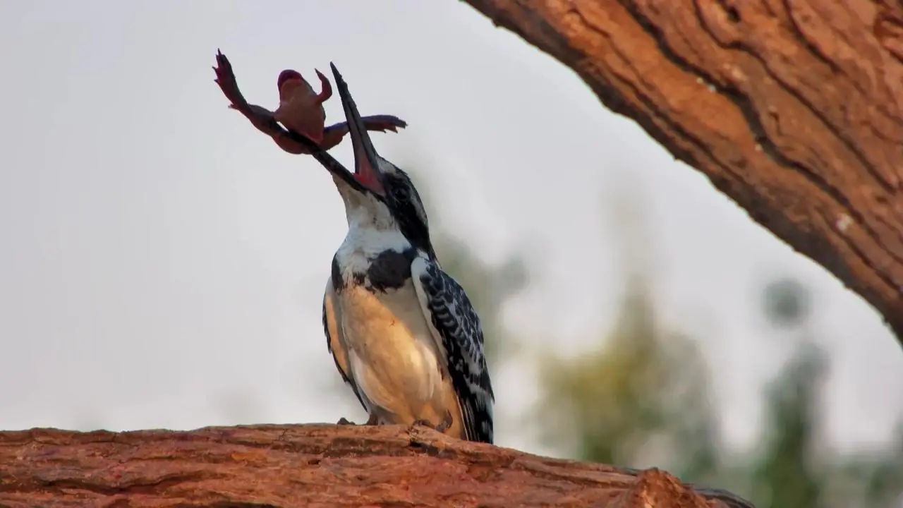 Africam’s Virtual Wildlife Photography Competition: July 2026 Winner!