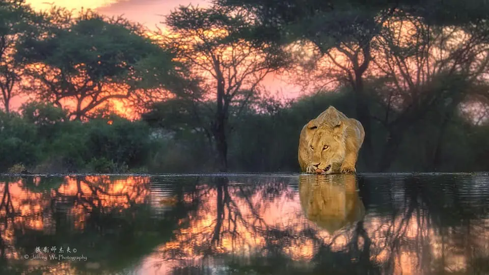 Lentorre: From the Waterhole to a World Wide Audience