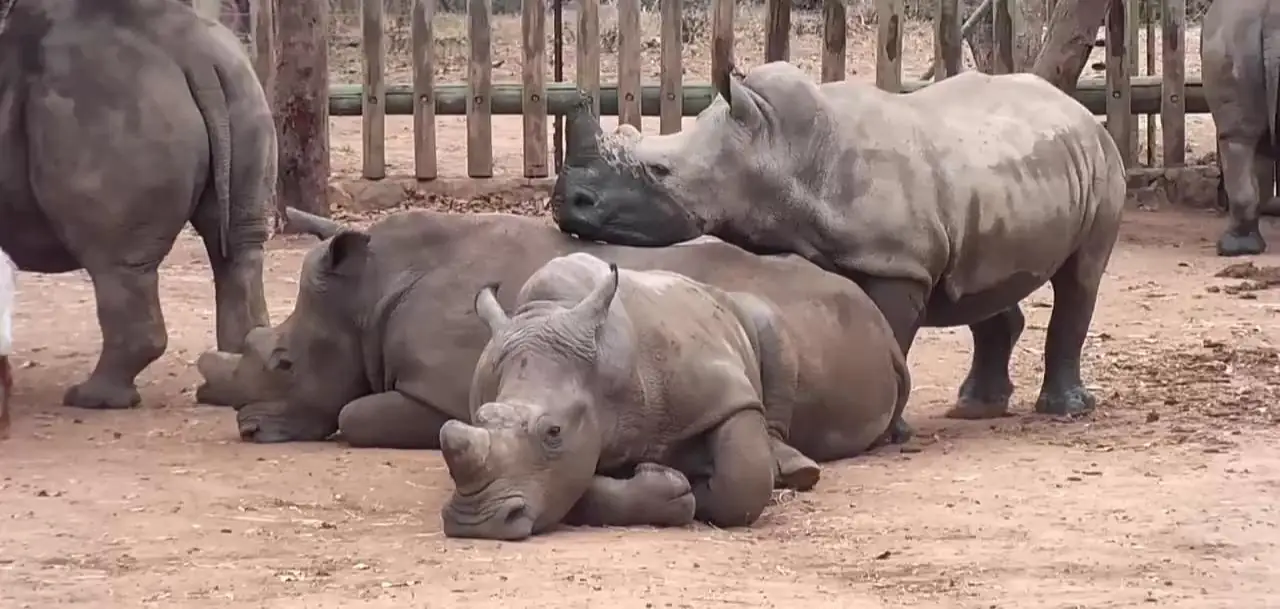 Meet the Rhinos at HESC